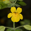 Mimulus-guttatus-seep-monkeyflower-Wildwood-2012-06-09-IMG 5325