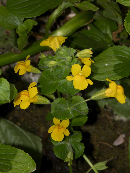Mimulus-guttatus-seep-monkeyflower-Wildwood-2012-06-09-IMG_5326.jpg