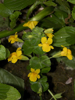 Mimulus-guttatus-seep-monkeyflower-Wildwood-2012-06-09-IMG 5326