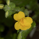 Mimulus-guttatus-seep-monkeyflower-Wildwood-2012-06-09-IMG 5329