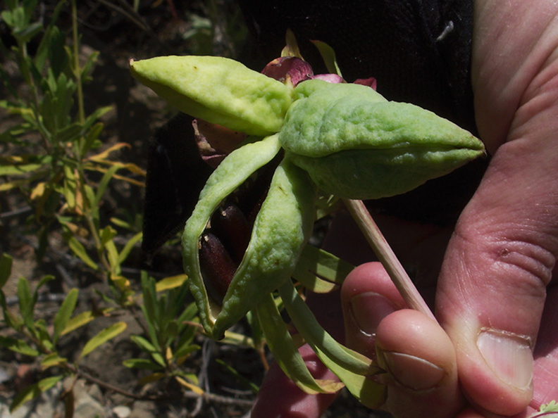 Paeonia-californica-peony-capsules-with-seeds-Wildwood-2012-06-09-IMG_2015.jpg