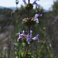 Salvia-mellifera-black-sage-Sage-Ranch-Santa-Susana-2012-03-24-IMG_1501.jpg