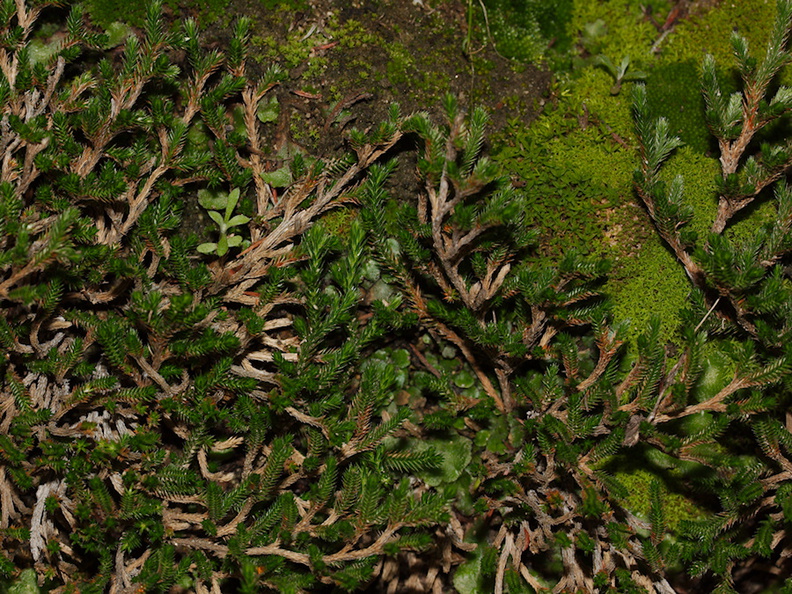Selaginella-engelmannii-var-scopulorum-spike-moss-Sage-Ranch-Santa-Susana-Mts-2015-01-19-IMG_0383.jpg