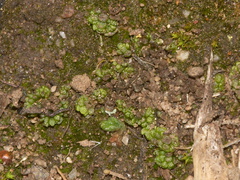 Sphaerocarpos-texanus-bottlewort-Sage-Ranch-Santa-Susana-2012-03-24-IMG 4652