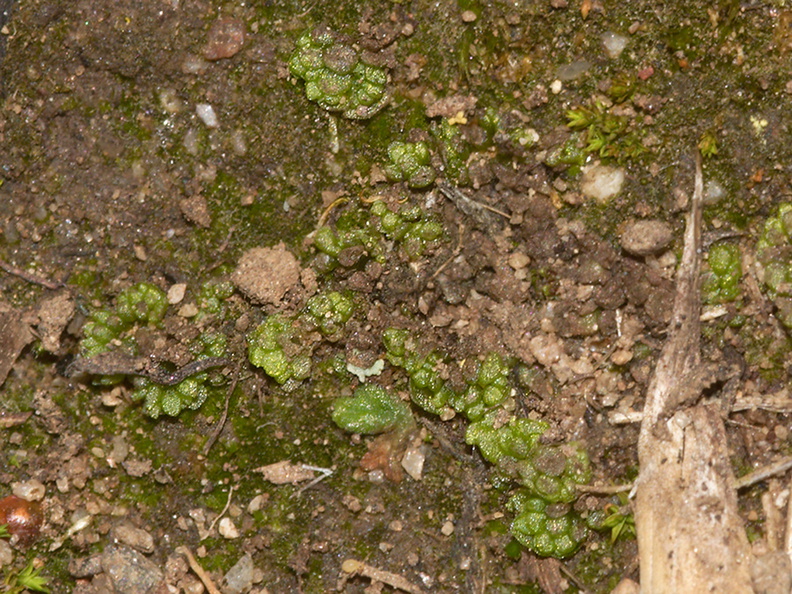 Sphaerocarpos-texanus-bottlewort-Sage-Ranch-Santa-Susana-2012-03-24-IMG_4652.jpg