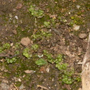 Sphaerocarpos-texanus-bottlewort-Sage-Ranch-Santa-Susana-2012-03-24-IMG 4652