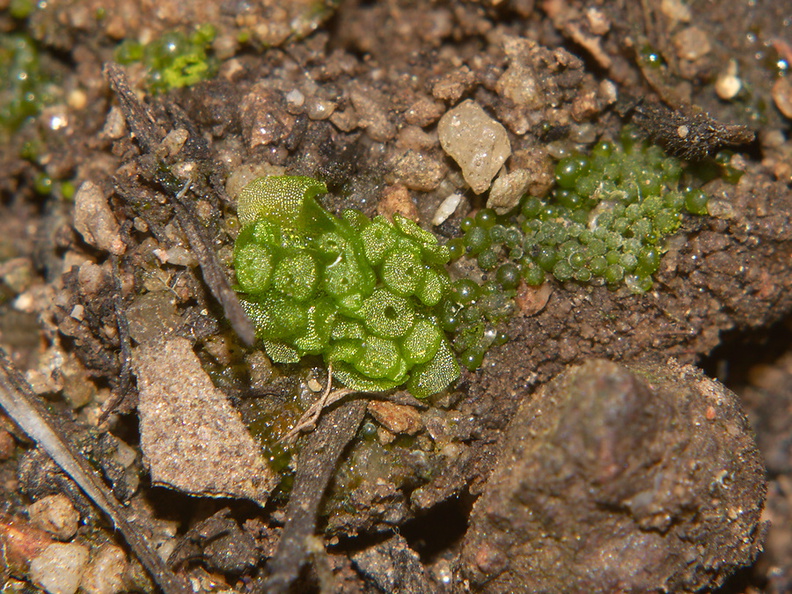 Sphaerocarpos-texanus-bottlewort-Sage-Ranch-Santa-Susana-Mts-2013-01-05-IMG_7129.jpg