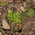 Sphaerocarpos-texanus-bottlewort-Sage-Ranch-Santa-Susana-Mts-2013-01-05-IMG_7129.jpg
