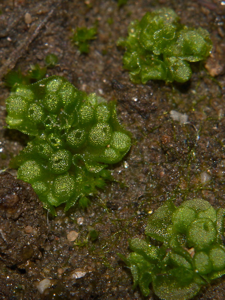Sphaerocarpos-texanus-bottlewort-Sage-Ranch-Santa-Susana-Mts-2013-01-05-IMG_7141.jpg