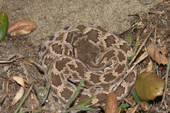 Western-diamondback-rattlesnake-Crotalus-atrox-Sage-Ranch-Santa-Susana-2012-03-24-IMG 4638