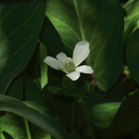 white-flowered-aquatic-Wildwood-2012-06-09-IMG 2034