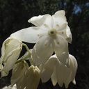 yucca-flower-Wildwood-2012-06-09-IMG 2044