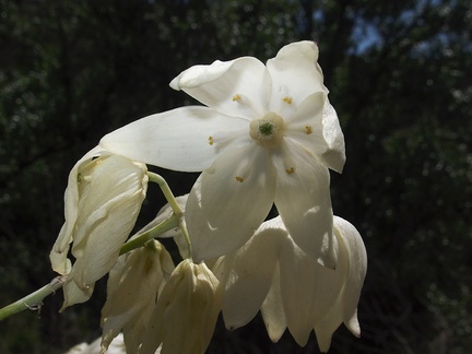 yucca-flower-Wildwood-2012-06-09-IMG 2044