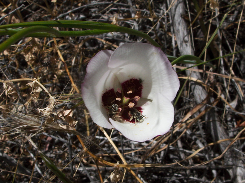 Calochortus-catalinae-mariposa-lily-Satwiwa-Creek-2011-05-18-IMG_7963.jpg