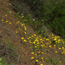 Eschscholzia-caespitosa-tufted-poppy-Satwiwa-waterfall-trail-Santa-Monica-Mts-2011-02-08-IMG 7025