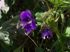 Phacelia-parryi-and-pollinator-Satwiwa-waterfall-trail-2011-03-29-IMG 7485