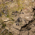 Riccia-sp-liverwort-dry-Satwiwa-creek-2011-05-20-IMG_8017.jpg