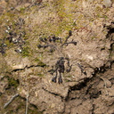 Riccia-sp-liverwort-dry-Satwiwa-creek-2011-05-20-IMG 8017