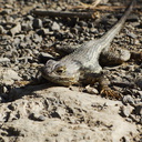 Sceleporus-occidentalis-western-fence-lizard-Satwiwa-waterfall-trail-2011-04-12-IMG 7657