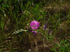 Sidalcea-malviflora-checker-bloom-Satwiwa-waterfall-trail-2011-04-12-IMG 7664