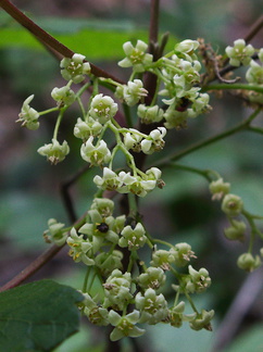 Toxicodendron-diversilobium-poison-oak-flowers-Satwiwa-waterfall-trail-2011-04-12-IMG 7644