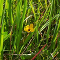 Viola-pedunculata-yellow-violet-Satwiwa-meadow-Santa-Monica-Mts-2011-02-08-IMG 7020