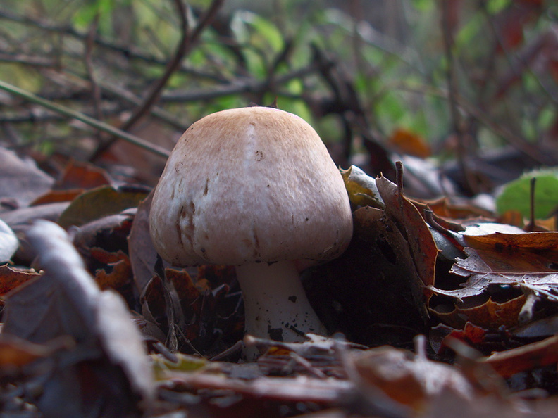 agaricoid-mushroom-Satwiwa-trail-Santa-Monica-Mts-2010-12-23-IMG_6806.jpg