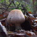 agaricoid-mushroom-Satwiwa-trail-Santa-Monica-Mts-2010-12-23-IMG 6806