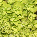 apple-green-moss-like-plant-Satwiwa-2013-01-04-IMG_7099.jpg