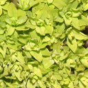 apple-green-moss-like-plant-Satwiwa-2013-01-04-IMG 7099