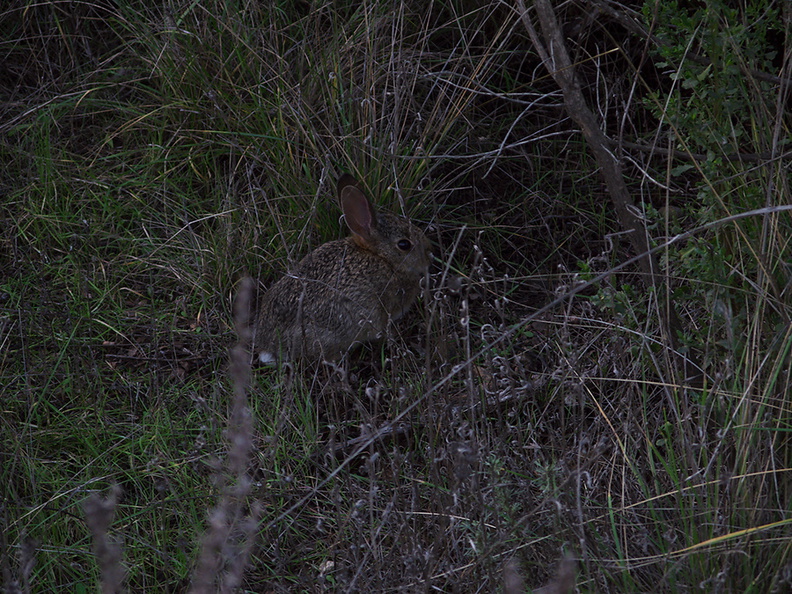 baby-rabbit-Satwiwa-trail-Santa-Monica-Mts-2010-12-23-IMG 6821