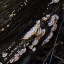 bracket-fungus-indet-stereum-Satwiwa-Creek-2011-05-18-IMG 7981