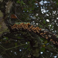 bracket-fungus-small-like-stereum-Satwiwa-trail-Santa-Monica-Mts-2010-12-23-IMG 6799