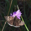 butterfly-Erynnis-tristis-Mournful-duskywing-on-blue-dicks-Satwiwa-upper-trail-2012-03-04-IMG_0783.jpg