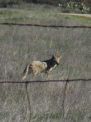 coyote-Canis-latrans-Satwiwa-2013-01-04-IMG 3200