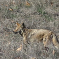 coyote-Satwiwa-Waterfall-Trail-2011-12-26-IMG_3745.jpg