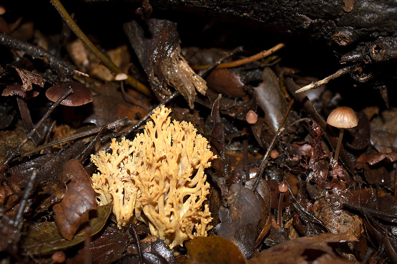 fungus-indet-Ramaria-sp-Satwiwa-trail-Santa-Monica-Mts-2010-12-23-IMG_1671.jpg
