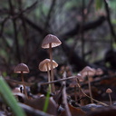 gill-mushroom-inkycap-Satwiwa-trail-Santa-Monica-Mts-2010-12-23-IMG 6804