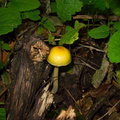 gill-mushroom-yellow-shiny-Satwiwa-waterfall-trail-Santa-Monica-Mts-2011-02-08-IMG 7034