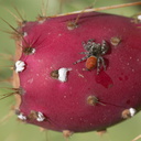hunting-spider-and-cochineal-on-Opuntia-Waterfall-Trail-Satwiwa-2012-10-13-IMG 6745