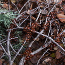 ladybugs-massing-Satwiwa-trail-Santa-Monica-Mts-2010-12-23-IMG 6808