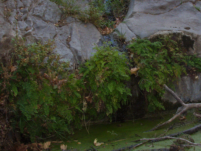 maidenhair-fern-at-pools-Satwiwa-Waterfall-Trail-2014-11-29-IMG_4255..jpg