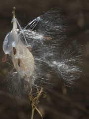 milkweed-pod-dehiscing-Waterfall-Trail-Satwiwa-2012-10-13-IMG 6737