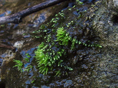 moss-vegetative-buds-Satwiwa-Waterfall-Trail-2011-12-26-IMG 0262