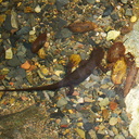 salamander-Ambyostoma-sp-in-stream-Satwiwa-Creek-2011-05-18-IMG 7984