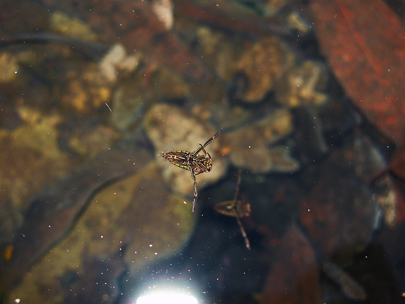 swimmer-insect-in-pool-Satwiwa-waterfall-trail-Santa-Monica-Mts-2011-02-08-IMG_7069.jpg