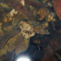 swimmer-insect-in-pool-Satwiwa-waterfall-trail-Santa-Monica-Mts-2011-02-08-IMG 7069