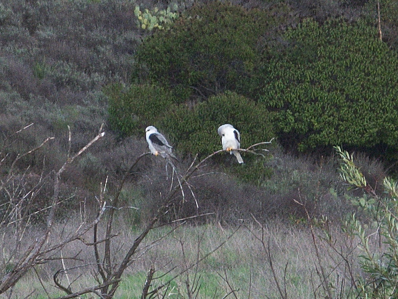 white-tailed-kite-Satwiwa-trail-Santa-Monica-Mts-2010-12-23-IMG_6819.jpg