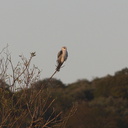 white-tailed-kite-Satwiwa-trail-Santa-Monica-Mts-2011-02-08-IMG 1705