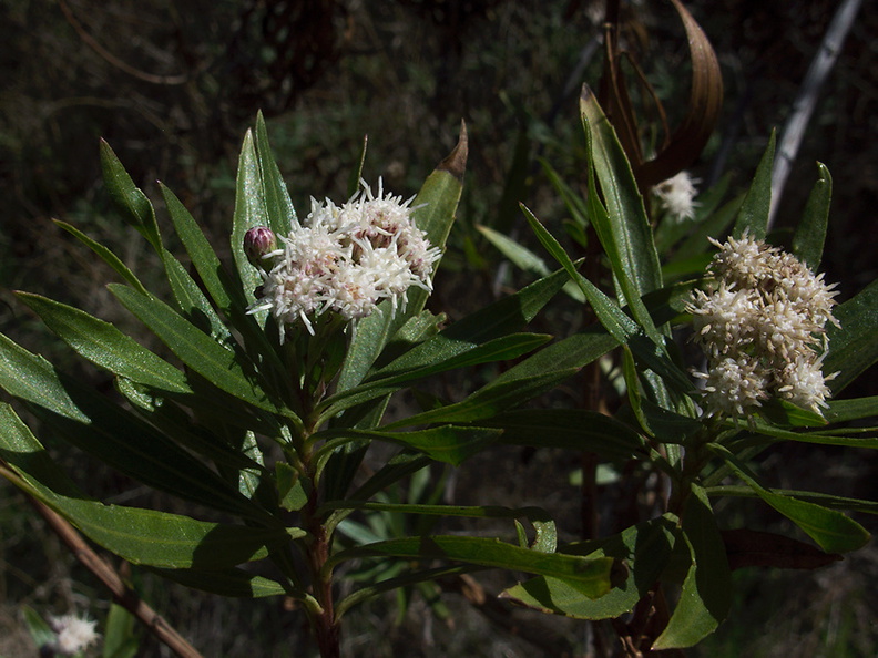 Baccharis-salicifolia-mule-fat-staminate-flowers-Serrano-Canyon-2011-10-29-IMG_9949.jpg
